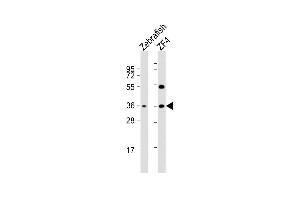 All lanes : Anti-DANRE clvs2 Antibody (C-term) at 1:2000 dilution Lane 1: Zebrafish whole cell lysate Lane 2: ZF4 whole cell lysate Lysates/proteins at 20 μg per lane. (CLVS2 抗体  (C-Term))