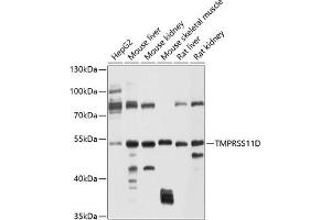 Western blot analysis of extracts of various cell lines, using TMPRSS11D antibody (ABIN6131219, ABIN6149282, ABIN6149283 and ABIN6214273) at 1:1000 dilution. (TMPRSS11D 抗体  (AA 42-292))