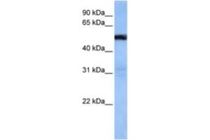 Western Blotting (WB) image for anti-TRAF3 Interacting Protein 3 (TRAF3IP3) antibody (ABIN2463305) (TRAF3IP3 抗体)