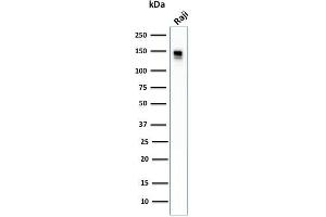 Western Blot Analysis of human Raji cell lysate using CD22 Mouse Monoclonal Antibody (BLCAM/1796). (CD22 抗体  (AA 52-178))
