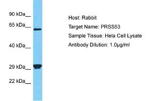 Host: Rabbit Target Name: PRSS53 Sample Type: Hela Whole Cell lysates Antibody Dilution: 1. (PRSS53 抗体  (N-Term))