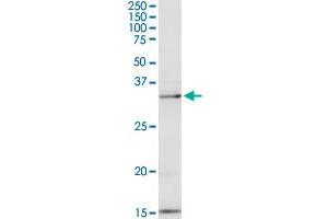 PEX19 MaxPab rabbit polyclonal antibody. (PEX19 抗体  (AA 1-299))