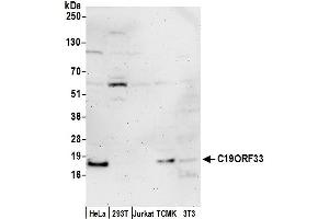anti-Chromosome 19 Open Reading Frame 33 (C19ORF33) (AA 1-50) antibody