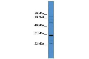 Western Blot showing GJC3 antibody used at a concentration of 1-2 ug/ml to detect its target protein. (GJC3 抗体  (Middle Region))