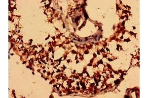 Immunohistochemistry analysis of human testis tissue using ABIN7161366 at dilution of 1:100 (NEGR1 抗体  (AA 1-196))