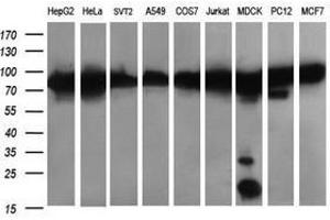 Image no. 6 for anti-Dynamin 1-Like (DNM1L) antibody (ABIN1497872) (Dynamin 1-Like 抗体)