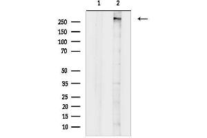 anti-Histone-Lysine N-Methyltransferase MLL4 (MLL4) (C-Term) antibody