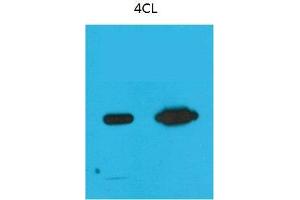 Western Blot (WB) analysis of Recombinant Nano-Tag9 Protein with Nano-Tag9 Mouse Monoclonal Antibody diluted at 1) 1:10000, 2) 1:5000. (Nano-Tag 抗体)