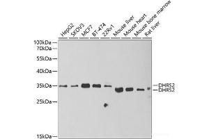 Western blot analysis of extracts of various cell lines using DHRS2 Polyclonal Antibody at dilution of 1:1000. (DHRS2 抗体)