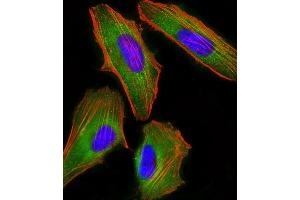 Immunofluorescent analysis of 4 % paraformaldehyde-fixed, 0. (FAM120A 抗体)