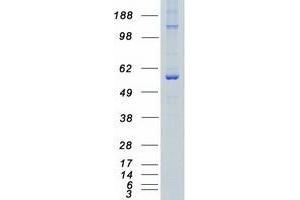 Western Blotting (WB) image for Cyclin-Dependent Kinase 19 (CDK19) protein (Myc-DYKDDDDK Tag) (ABIN2713859)
