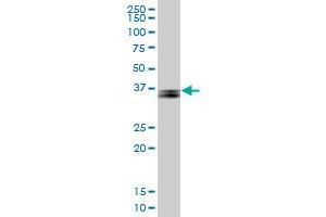 PARVG MaxPab polyclonal antibody. (PARVG 抗体  (AA 1-331))