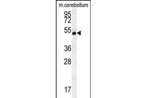 hCG_2039146 Antibody (Center) (ABIN651999 and ABIN2840490) western blot analysis in mouse cerebellum tissue lysates (15 μg/lane). (SHISA7 抗体  (AA 308-337))