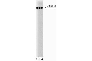 Western blot analysis of c-Raf-1 on A431 lysate. (C-Raf-1 (AA 162-378) 抗体)