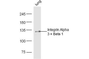 Mouse lung lysates probed with Rabbit Anti-Integrin Alpha 3 + Beta 1 Polyclonal Antibody, Unconjugated  at 1:500 for 90 min at 37˚C. (Integrin Alpha3, Beta1 (AA 976-1025) 抗体)