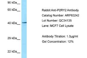 Western Blotting (WB) image for anti-Purinergic Receptor P2Y, G-Protein Coupled, 2 (P2RY2) (C-Term) antibody (ABIN2789421) (P2RY2 抗体  (C-Term))