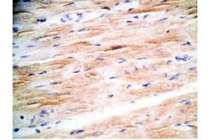 Mouse heart tissue was stained by Rabbit Anti-MCT-1 (H) Antibody (Mitocryptide-1 (MCT-1) 抗体)