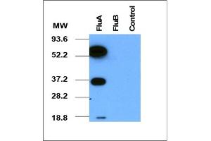 Western Blotting (WB) image for anti-Influenza A Virus antibody  (ABIN371625) (Influenza A Virus 抗体 )