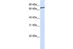 Western Blotting (WB) image for anti-Unc-5 Homolog A (UNC5A) antibody (ABIN2459391) (UNC5A 抗体)