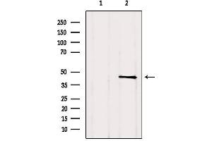 TGIF1 antibody  (C-Term)