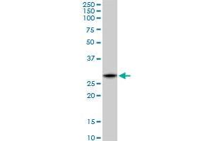 Western Blotting (WB) image for anti-C1q and Tumor Necrosis Factor Related Protein 1 (C1QTNF1) (AA 26-281) antibody (ABIN530296)