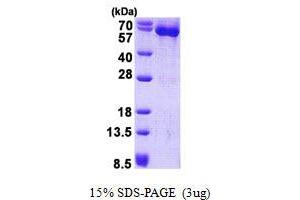Heat Shock 60kDa Protein 1 (Chaperonin) (HSPD1) (AA 27-573) protein (His tag)