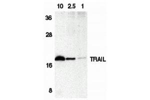 Western Blotting (WB) image for anti-Tumor Necrosis Factor (Ligand) Superfamily, Member 10 (TNFSF10) (C-Term) antibody (ABIN1030767) (TRAIL 抗体  (C-Term))