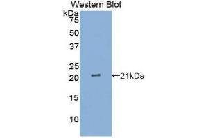 Western Blotting (WB) image for anti-Interleukin 25 (IL25) (AA 28-177) antibody (ABIN1859407) (IL-25 抗体  (AA 28-177))