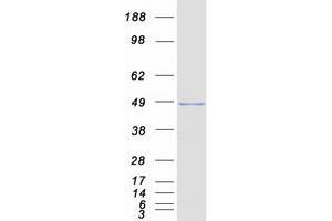 SERBP1 Protein (Transcript Variant 4) (Myc-DYKDDDDK Tag)