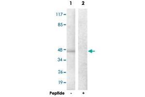 Western blot analysis of extracts from HepG2 cells, using ADORA2A polyclonal antibody . (Adenosine A2a Receptor 抗体)
