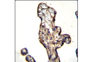 SLC15A3 Antibody (Center) (ABIN656857 and ABIN2846062) immunohistochemistry analysis in formalin fixed and paraffin embedded human placenta tissue followed by peroxidase conjugation of the secondary antibody and DAB staining. (SLC15A3 抗体  (AA 168-197))