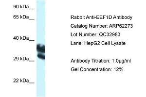 Western Blotting (WB) image for anti-Eukaryotic Translation Elongation Factor 1 delta (Guanine Nucleotide Exchange Protein) (EEF1D) (C-Term) antibody (ABIN2789095) (EEF1D 抗体  (C-Term))