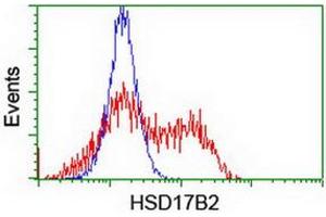 Image no. 3 for anti-Hydroxysteroid (17-Beta) Dehydrogenase 2 (HSD17B2) antibody (ABIN1498726) (HSD17B2 抗体)