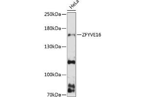 Western blot analysis of extracts of HeLa cells, using ZFYVE16 antibody (ABIN6129168, ABIN6150438, ABIN6150440 and ABIN6217042) at 1:3000 dilution. (ZFYVE16 抗体  (AA 1-300))