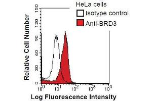 HeLa cells were fixed in 2% paraformaldehyde/PBS and then permeabilized in 90% methanol. (BRD3 抗体)