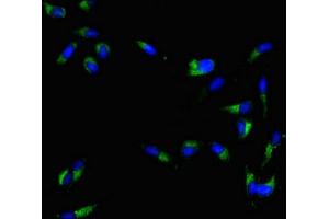 Immunofluorescence (IF) image for anti-Myelin and Lymphocyte Protein, T Cell Differentiation Protein (MAL) (AA 1-84) antibody (ABIN7160397)