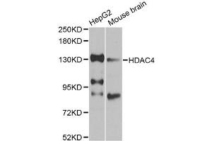 Western blot analysis of extracts of various cell lines, using HDAC4 antibody. (HDAC4 抗体)