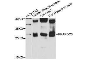 Western blot analysis of extracts of various cell lines, using PPAPDC3 antibody (ABIN6290295) at 1:3000 dilution. (PPAPDC3 抗体)
