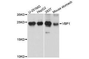 Western blot analysis of extracts of various cell lines, using VBP1 antibody (ABIN5995758) at 1/1000 dilution. (VBP1 抗体)