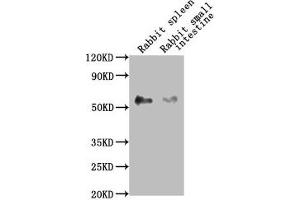 Western Blot Positive WB detected in: Rabbit spleen tissue, Rabbit small intestine tissue All lanes: CD14 antibody at 1:2500 Secondary Goat polyclonal to Mouse IgG at 1/10000 dilution Predicted band size: 41 kDa Observed band size: 55 kDa (CD14 抗体  (AA 20-345))