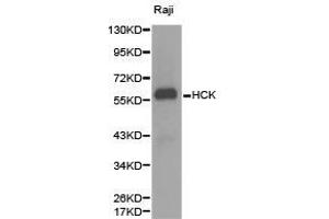 Western Blotting (WB) image for anti-Hemopoietic Cell Kinase (HCK) antibody (ABIN1872949) (HCK 抗体)