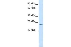 Western Blotting (WB) image for anti-Fas (TNFRSF6)-Associated Via Death Domain (FADD) antibody (ABIN2463651) (FADD 抗体)