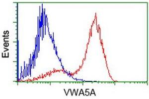HEK293T cells transfected with either RC212185 overexpress plasmid (Red) or empty vector control plasmid (Blue) were immunostained by anti-VWA5A antibody (ABIN2453783), and then analyzed by flow cytometry. (VWA5A 抗体)