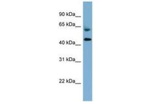 Image no. 1 for anti-Required For Meiotic Nuclear Division 1 Homolog (RMND1) (AA 251-300) antibody (ABIN6742055) (RMND1 抗体  (AA 251-300))