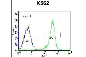 PSTPIP1 Antibody (N-term) (ABIN656428 and ABIN2845719) flow cytometric analysis of K562 cells (right histogram) compared to a negative control cell (left histogram). (PSTPIP1 抗体  (N-Term))