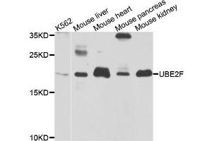 Western blot analysis of extracts of various cell lines, using UBE2F antibody.
