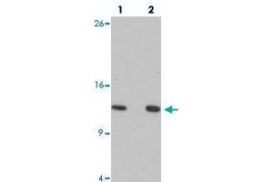 Western blot analysis of HIGD1A in 293 cell lysate with HIGD1A polyclonal antibody  at at (lane 1) 0. (HIGD1A 抗体  (N-Term))