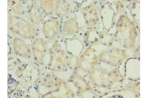 Immunohistochemistry of paraffin-embedded human kidney tissue using ABIN7142271 at dilution of 1:100