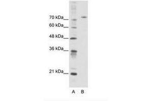 Image no. 1 for anti-Afamin (AFM) (AA 311-360) antibody (ABIN6736102) (Afamin 抗体  (AA 311-360))
