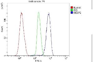 Flow Cytometry analysis of K562 cells using anti-Mesp2 antibody (ABIN7599353). (Mesp2 抗体  (AA 1-397))